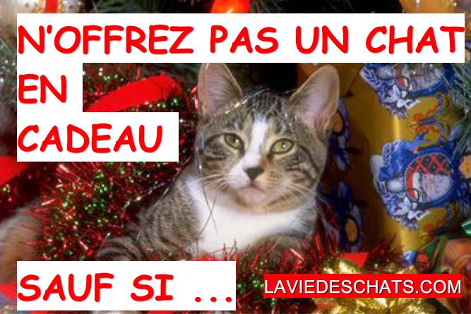 chat en cadeau