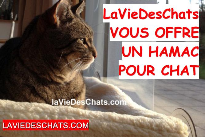 jeu hamac pour chat