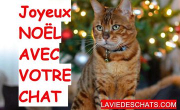 Noel De Chat La Vie Des Chats