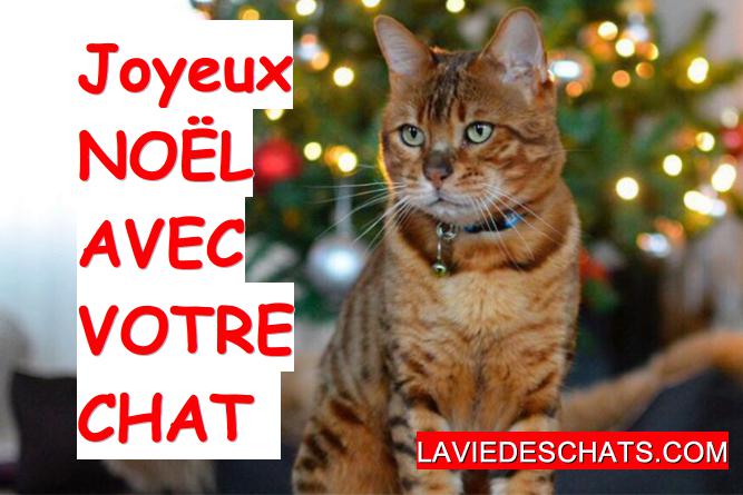 sapin de noël et votre chat