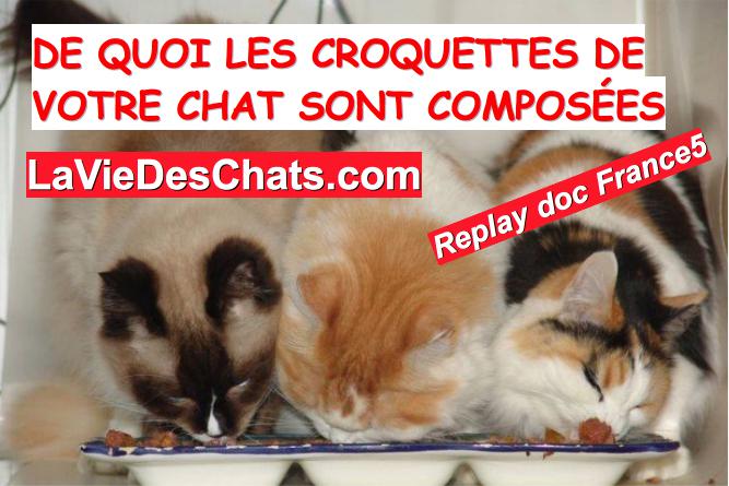 de quoi sont faites les croquettes de votre chat