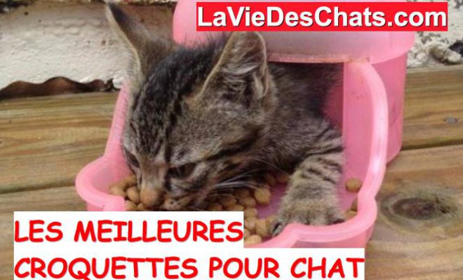 Les Meilleures Croquettes Pour Chat Les Meilleures Croquettes Pour Chat