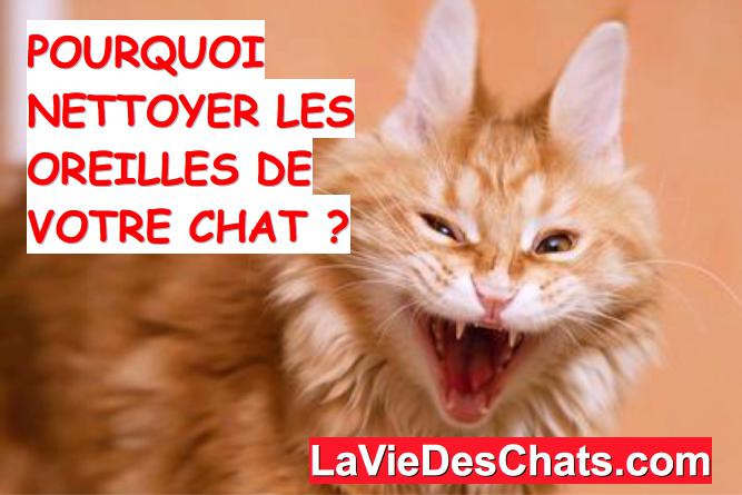 pourquoi nettoyer les oreilles de votre chat