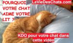 votre chat aime votre lit