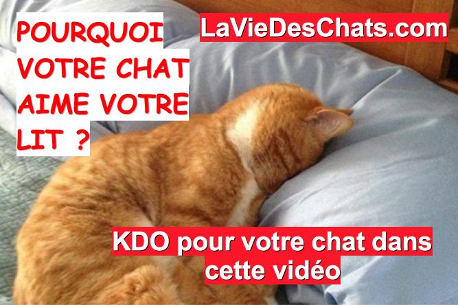 votre chat aime votre lit