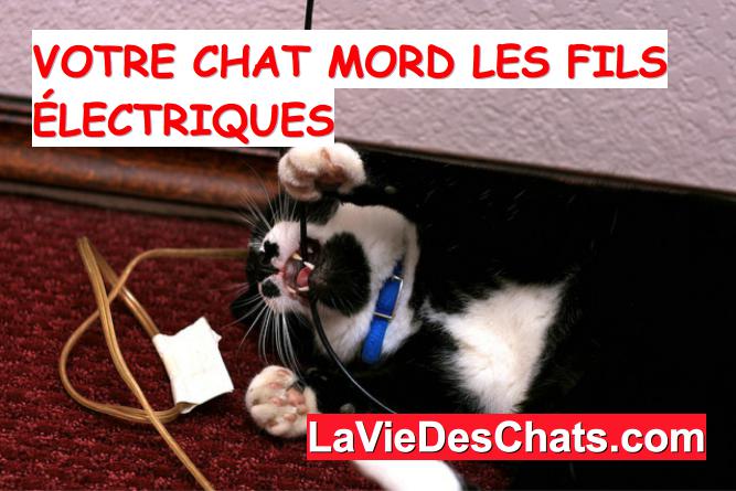 votre chat mord les fils électriques