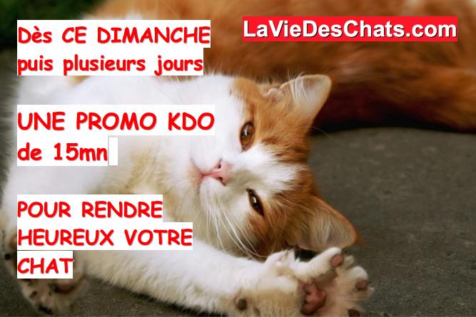 promo cadeau pour votre chat