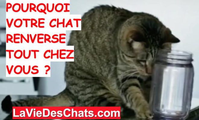 Voici Pourquoi Votre Chat Renverse Tous Vos Objets La Vie Des Chats Voici Pourquoi Votre Chat Renverse Tous Vos Objets La Vie Des Chats