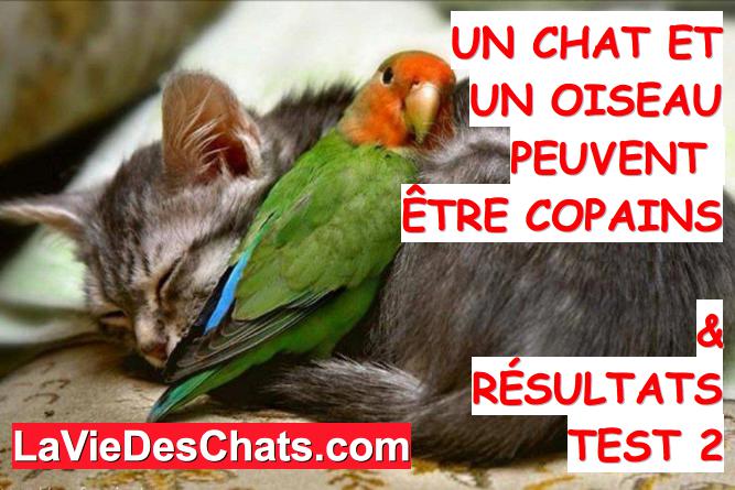 chat et un oiseau