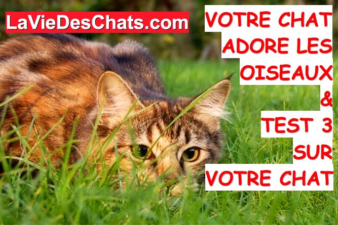 votre chat adore les oiseaux