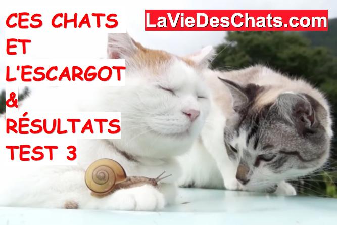 chats et l'escargot