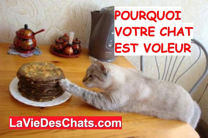 pourquoi mon chat vole nourriture et objets