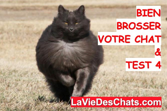 bien brosser votre chat