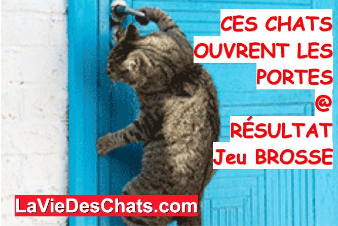 ces chats ouvrent la porte