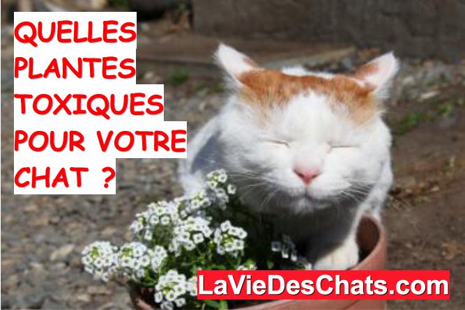 plantes toxiques pour chat