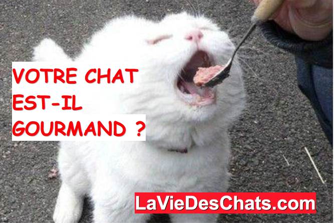 votre chat gourmand