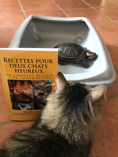 sauvetage de ce petit chat smoky avec la tortue rocky chez Sylvie