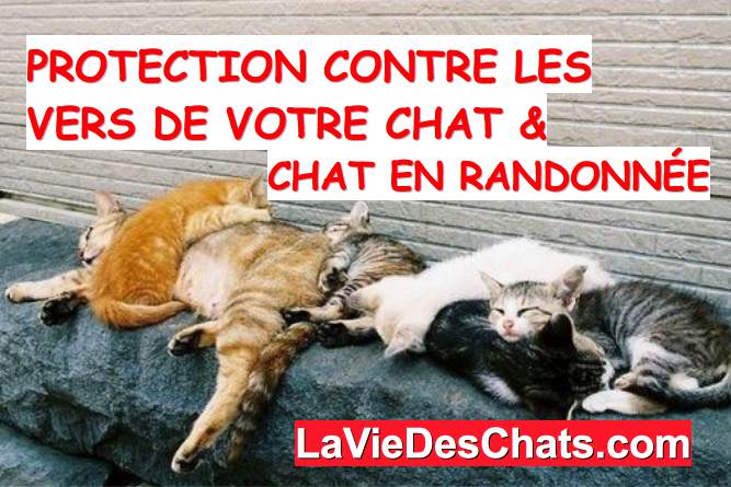 protection contre les vers de votre chat