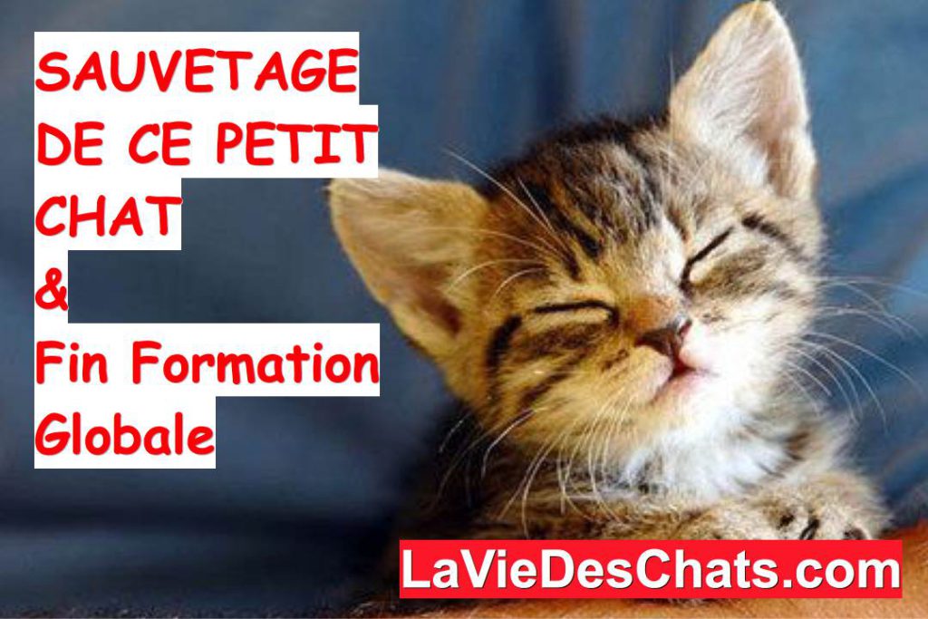 sauvetage de ce petit chat de Zoe