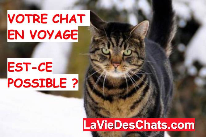 votre chat en voyage