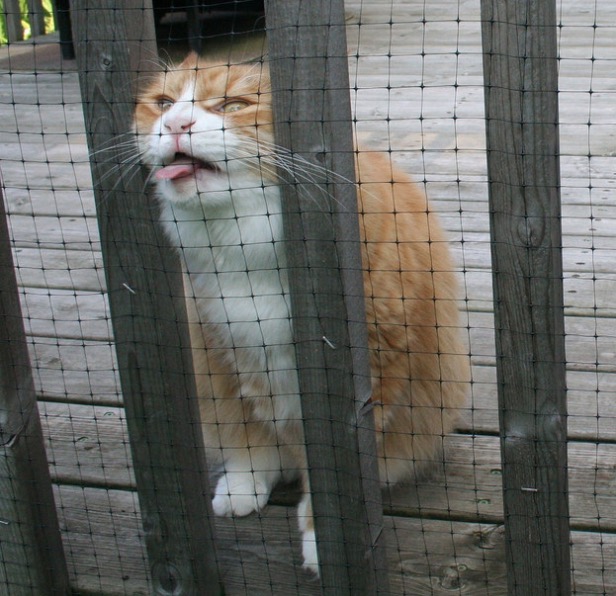 sécuriser votre chat sur un balcon