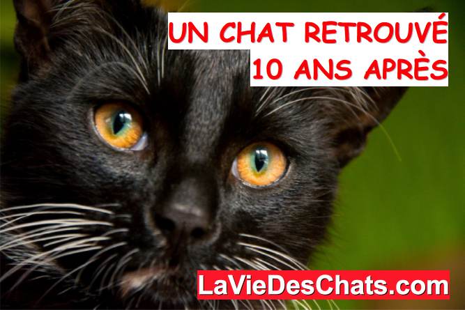 un chat retrouvé 10 ans après