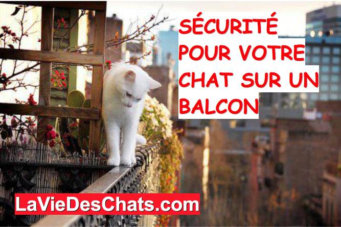 chat sur un balcon