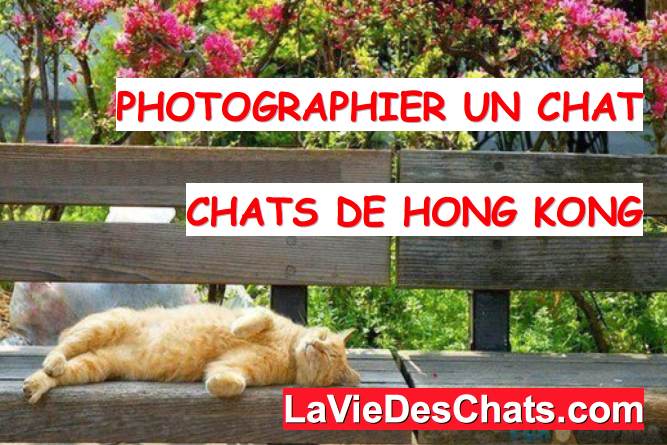 photographier un chat