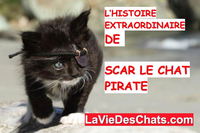 scar le chat pirate