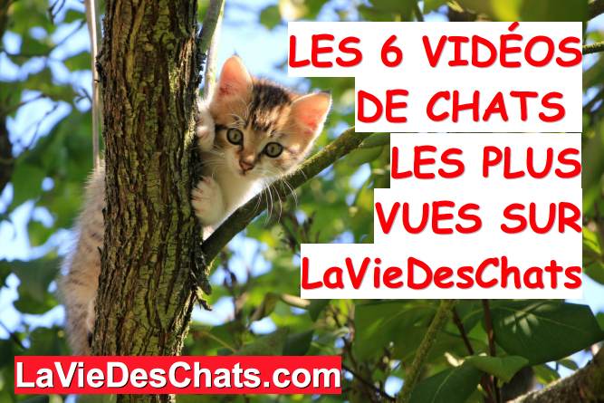 videos de chats les plus vues