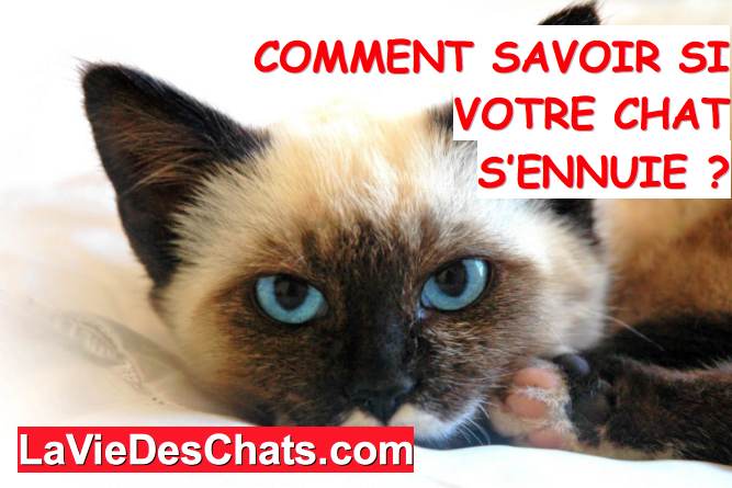 savoir si votre chat s'ennuie