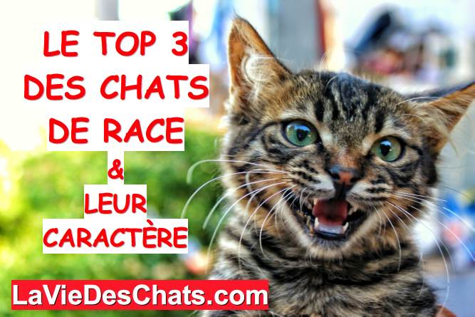 top 3 des chats de race