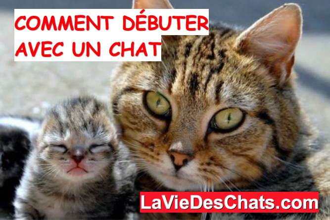 debuter avec un chat