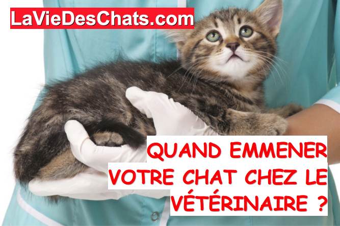 votre chat chez le veterinaire