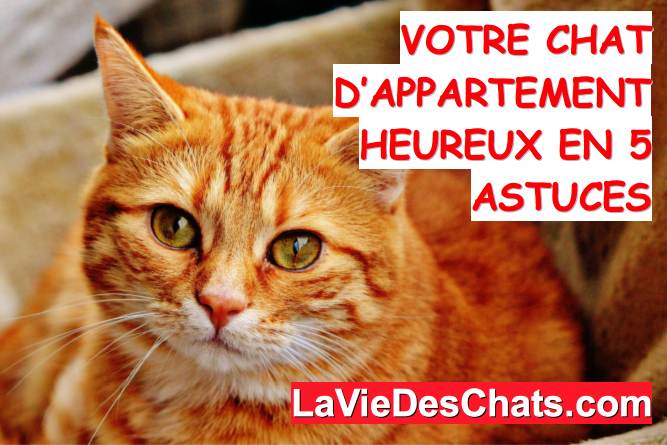 chat d'appartement heureux