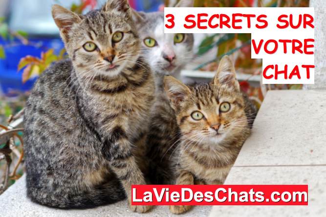 secrets sur votre chat