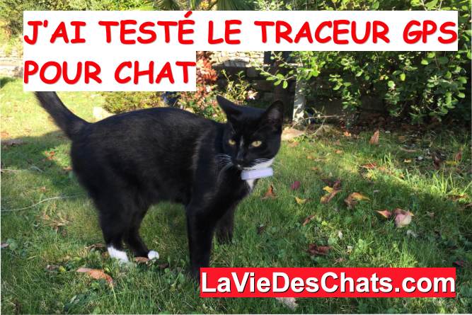 Traceur GPS chat: le meilleur modèle de 2021, test et avis