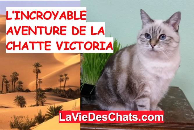 l'aventure de la chatte victoria