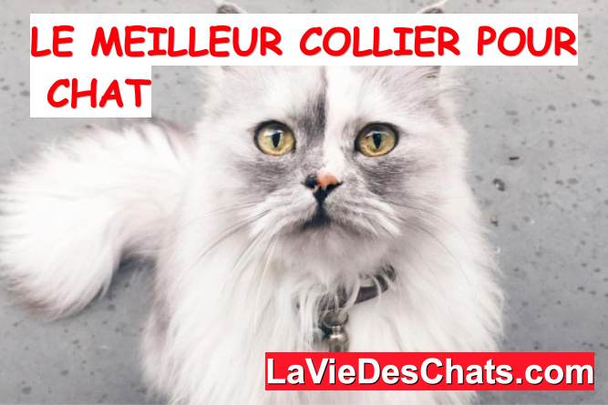 Collier Pour Chat Lequel Choisir La Vie Des Chats