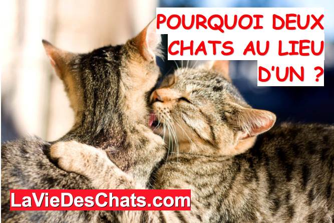 deux chats