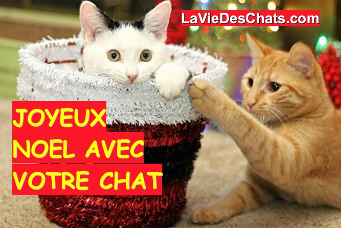 Joyeux Noël avec votre chat