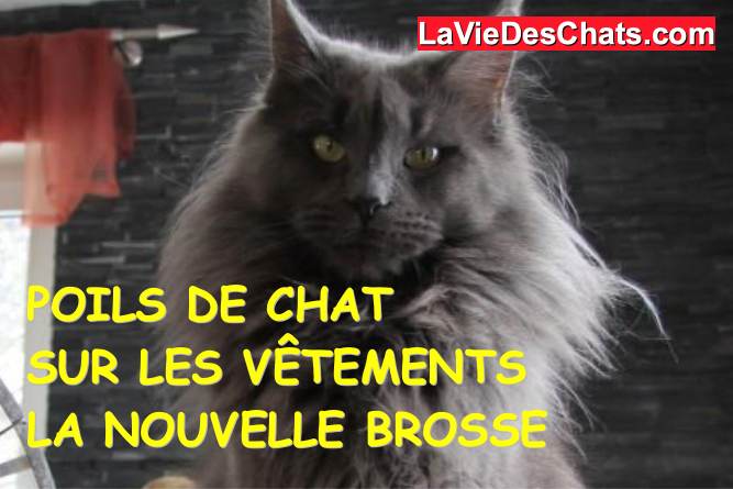 brosse anti poils de chat snoofield