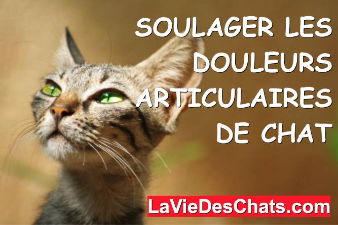 soulager les douleurs articulaires de chat