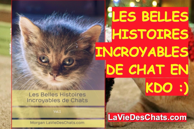 je vous offre les belles histoires incroyables de chats