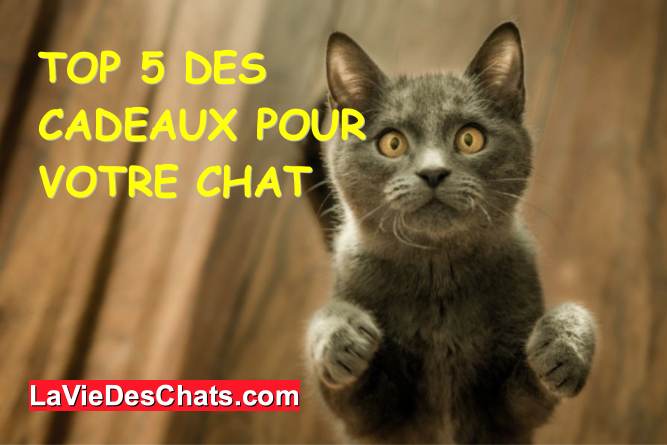 Top 5 des cadeaux pour chat 🎁 La vie des chats