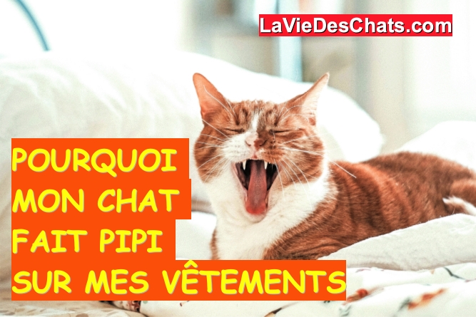 pourquoi mon chat fait pipi sur les vetements