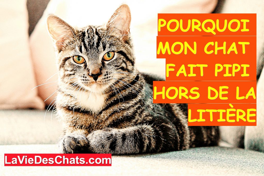 Pourquoi Un Chat Fait Pipi En Dehors De La Litiere Methode 3 4 Pourquoi Un Chat Fait Pipi En Dehors De La Litiere Methode 3 4
