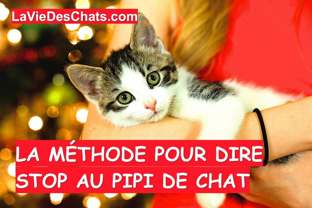 La méthode stop au pipi de chat