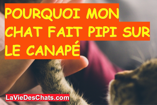 Pourquoi Mon Chat Fait Pipi Sur Le Canape Methode 1 4 La Vie Des Chats