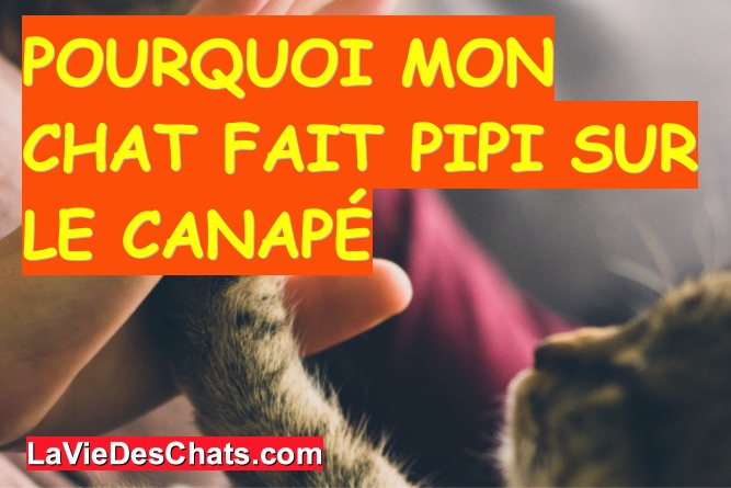 Pourquoi mon chat fait pipi sur le canapé